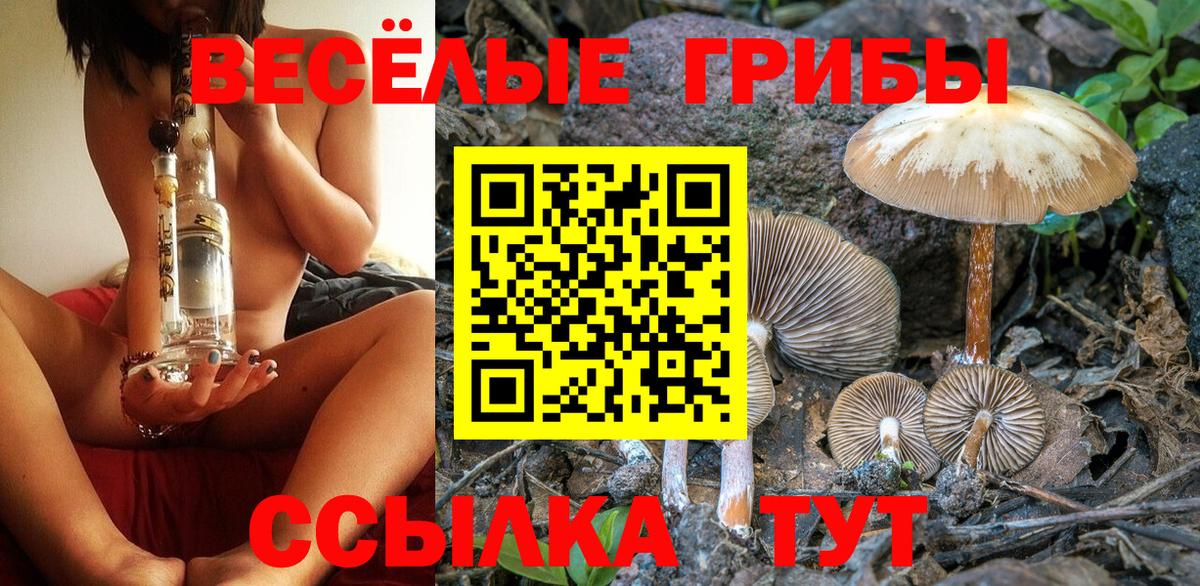 Псилоцибиновые грибы Psilocybe Новотроицк